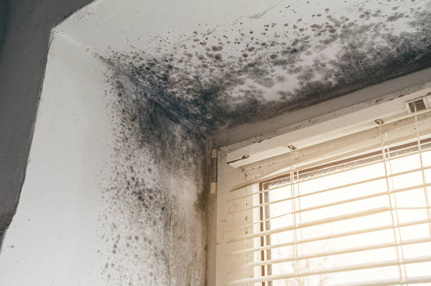 Affordable Basement Mold Removal solutions in Clifton, IL